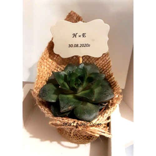 Сукулент с надпис Сукулент с надпис