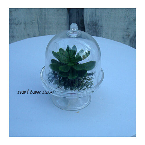 Сукулент в кутийка с капаче Сукулент в кутийка с капаче
