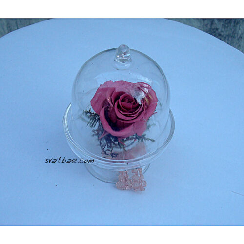 Малка вечна розичка в кутийка Малка вечна розичка в кутийка